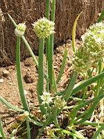 Ciboule - Allium Fistolosum (fam. Liliacees) (Siberie) (2) (Photo F. Mrugala)
